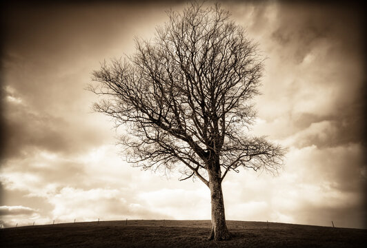 Bare tree on landscape against cloudy sky
