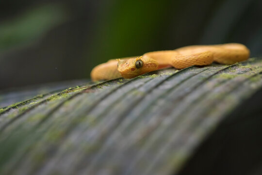 Close up of eyelash viper on leaf