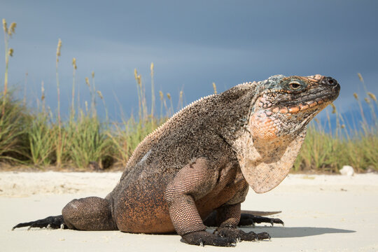 Allen cays rock iguana in Exumas, Bahamas