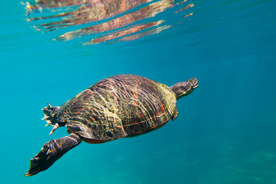 Red bellied cooter in Hunter Springs, Crystal River, Florida