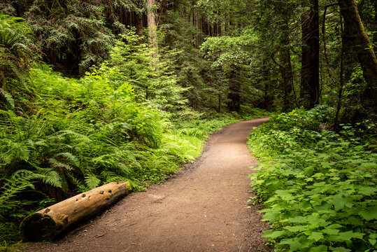 View of path in Purisima Creek Trail