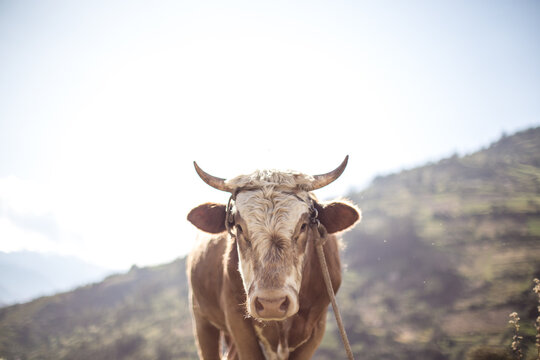 Portrait of bull standing on landscape