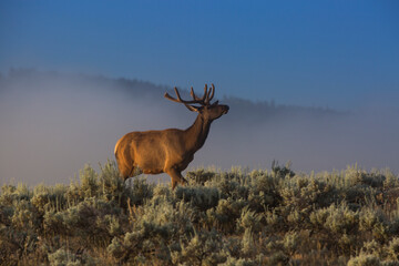 Bull elk running on grassy field