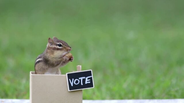 Chipmunk generic VOTE booth election concept peanuts for votes copy space .  Cute spin on election.