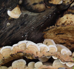 mushrooms on a tree