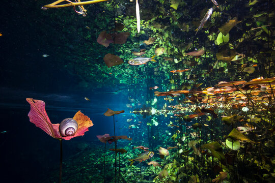 Snail resting on top of water plant with some Mexican tetra fish swimming in cenote