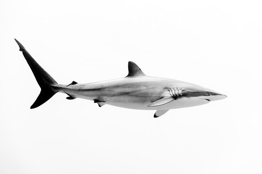 View of Silky shark swimming underwater