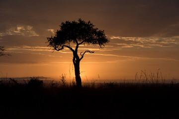 Silhouette of Acacia tree against sky during sunrise