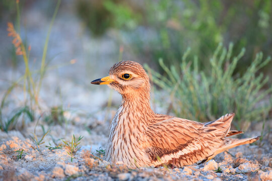 Stone curlew in nest