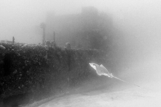 Eagly ray swimming by wreck in sea