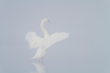 Mute swan stretching wings outdoors