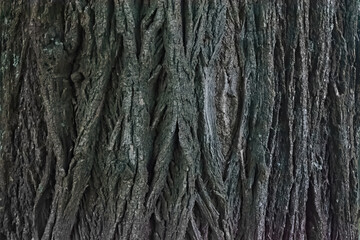 Very old linden bark texture close-up. Abstract background of linden bark close up.