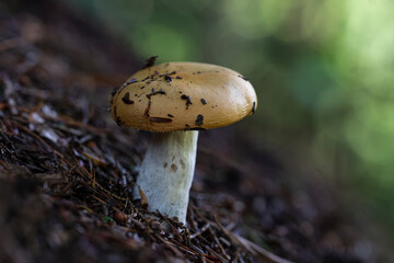 Russula claroflava mushroom in Algonquin Park
