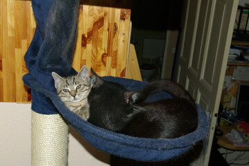 2 Katzen in einer Kratzbaum-Hängematte