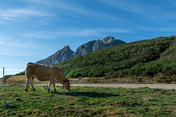 cow grazing in the mountains of Asturias
