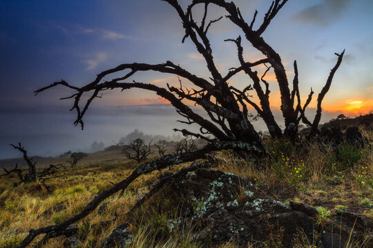 Burned koa trees during sunset on Mauna Kea Volcano
