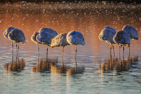 Sandhill cranes sleeping in Bosque Del Apache National Wildlife Refuge Visitor Center