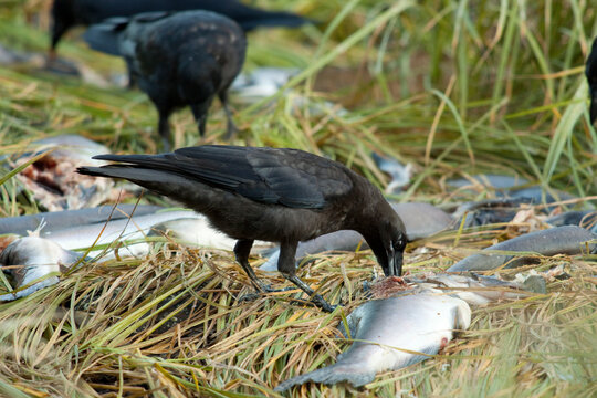 Crows feeding on salmon carcass on coastal stream in Great Bear Rainforest, British Columbia