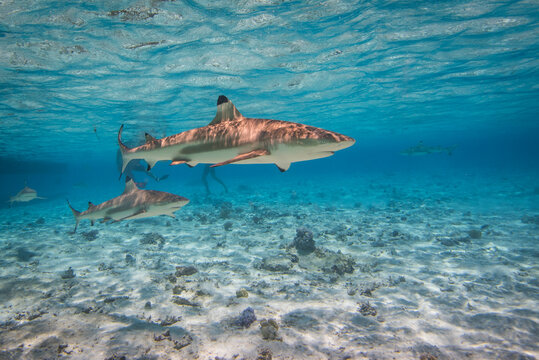 Caribbean reef sharks swimming in sea
