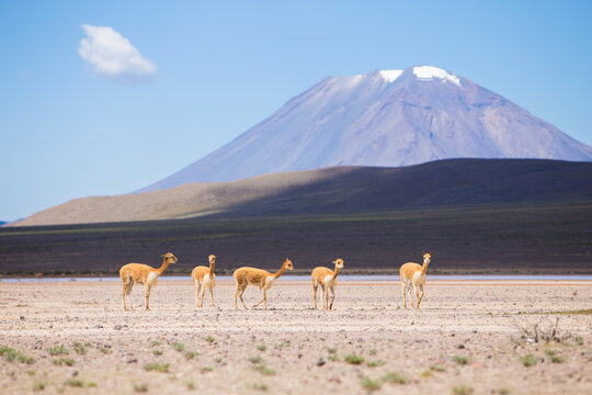 Herd of vicuna standing on desert landscape in Peru