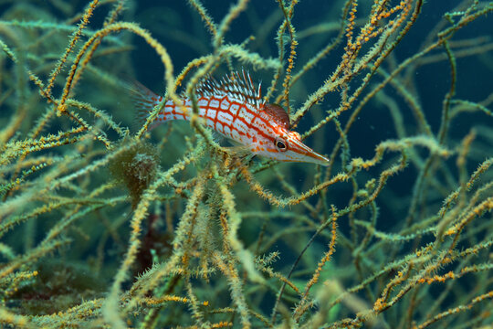 Longnose hawkfish in coral reef