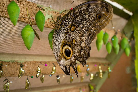 Close Up Of Owl Eye Butterfly