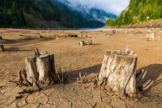 Tree stumps exposed by lowering of Gorge Lake in Ross Lake National Recreation Area