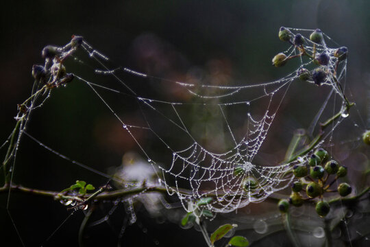 Spider web with dew, low key spooky image for Halloween