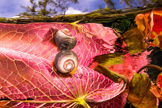 Close up of freshwater snail floating on water plant