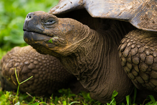 Close up of Galapagos tortoise