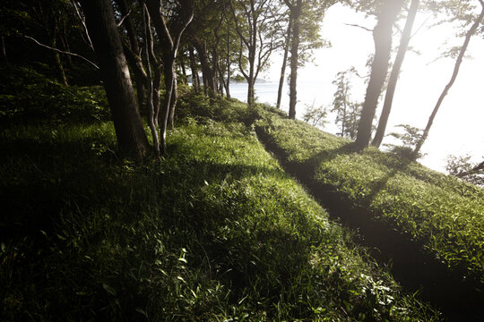 Scenic view of forest by Baltic Sea