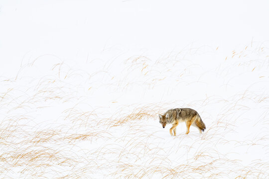 Coyote walking on snowy landscape in Yellowstone National Park