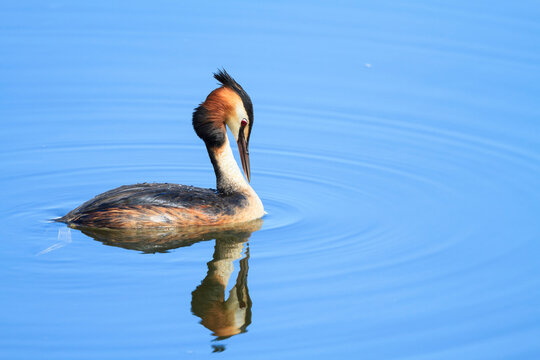 Close up of Great Crested Grebe swimming in water