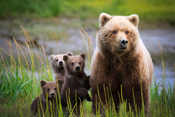 Brown bear with cubs in Lake Clark National Park and Preserve