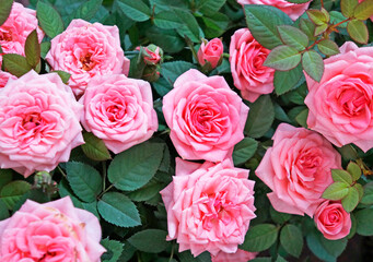 Pink roses background