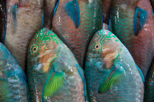Close up of parrotfish for sale at Central Market