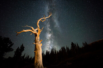 Scenic view of bristlecone pine against milky way in Mount Goliath Natural Area