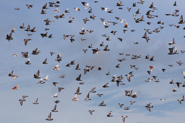 flock of speed racing pigeon flying against blue sky