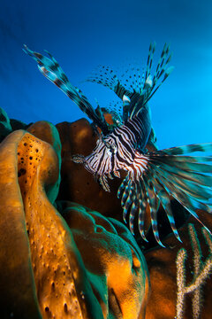 Lionfish swimming along coral reefs in sea