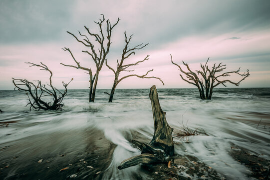 View Of Dead Trees On Beach