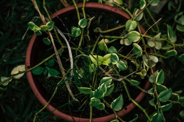 Obraz premium Leafs