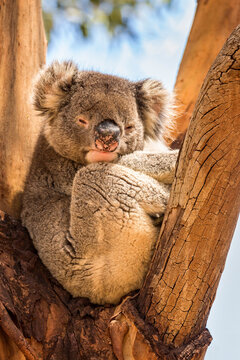 Koala sitting on tree in Hanson Bay Wildlife Sanctuary