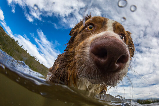 Close up of Border Collie Australian Shepherd playing in water at Dillon Reservoir