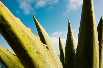 Close up of cactus against cloudy sky