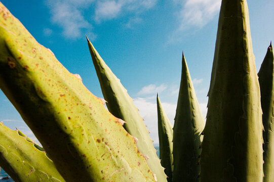 Close up of cactus against cloudy sky
