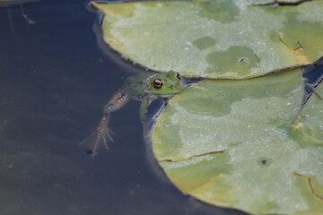 Frog Among the Lily Pads