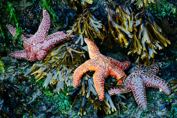 View of starfish on Second Beach