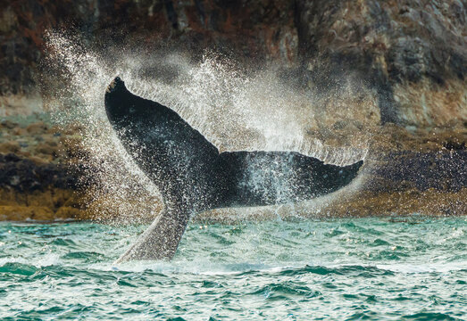 Humpback whale raising it tail in sea