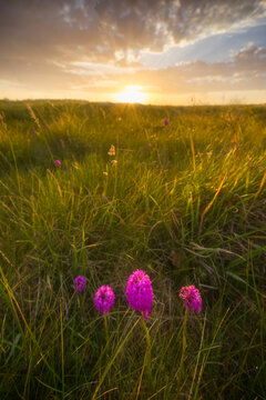 View of orchid flowers in Dunes Sainte Marguerite during sunset