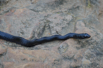 Black racer snake on the Crystal Mountain trail off the Winona Auto Trail in the Ouachita Mountains of Arkansas.
